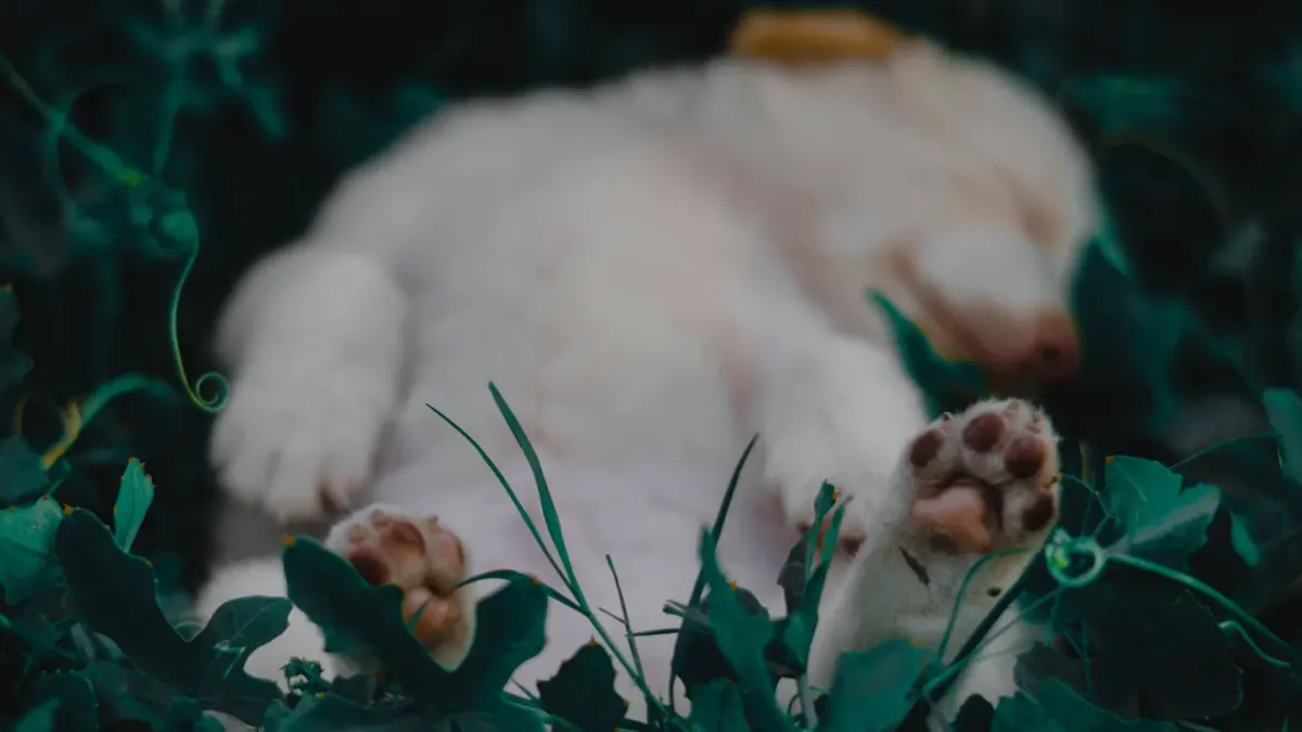 Dog sleeping in sunlight