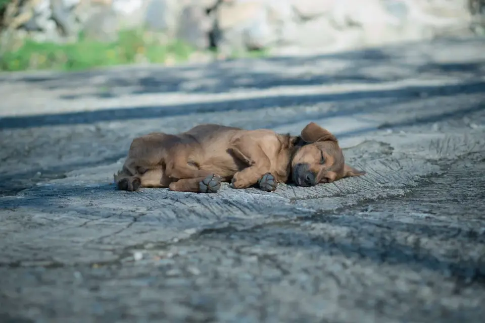 Dog sleeping in sunlight