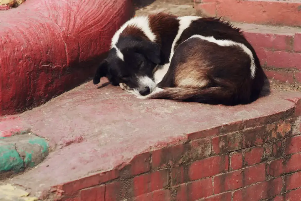 Dog sleeping in sunlight