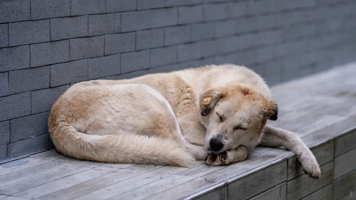 Dog sleeping in sunlight