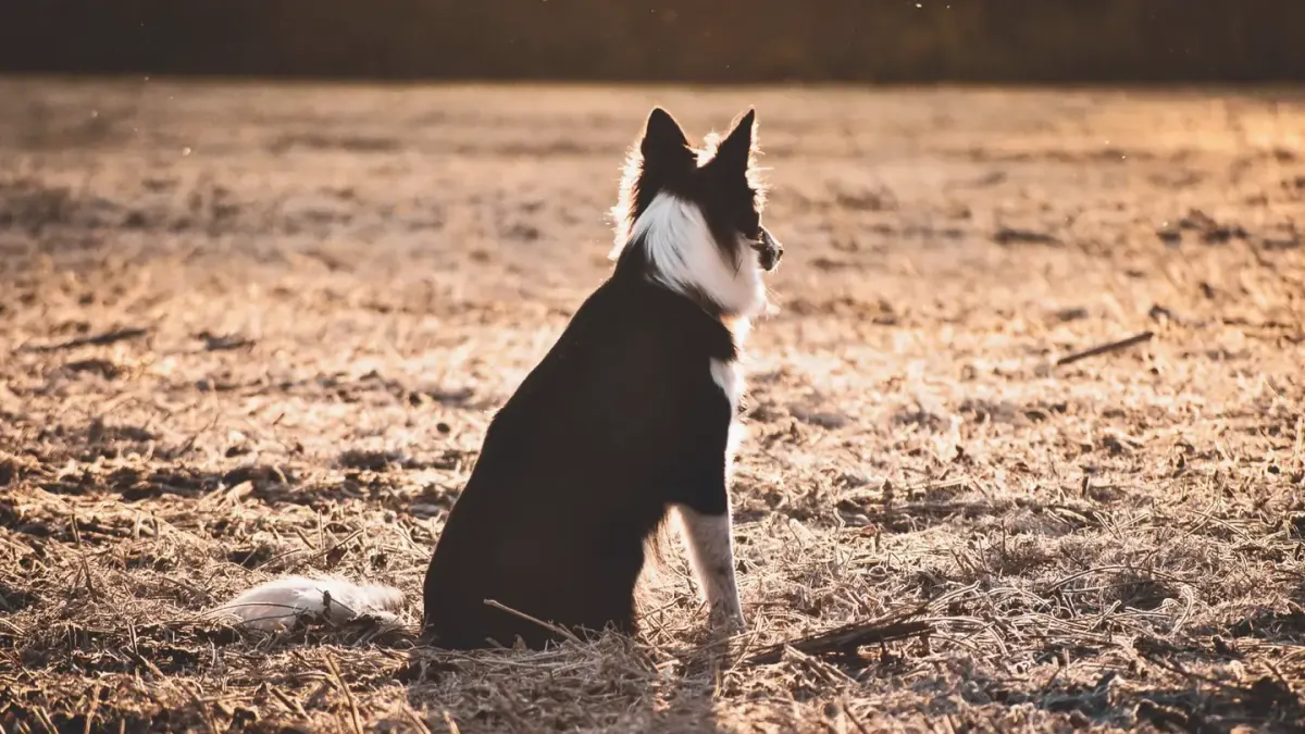 Dog sleeping in sunlight