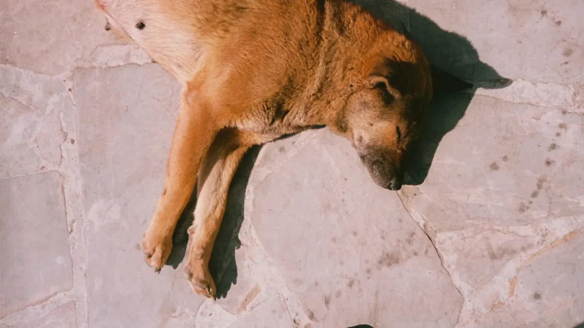 Dog sleeping in sunlight
