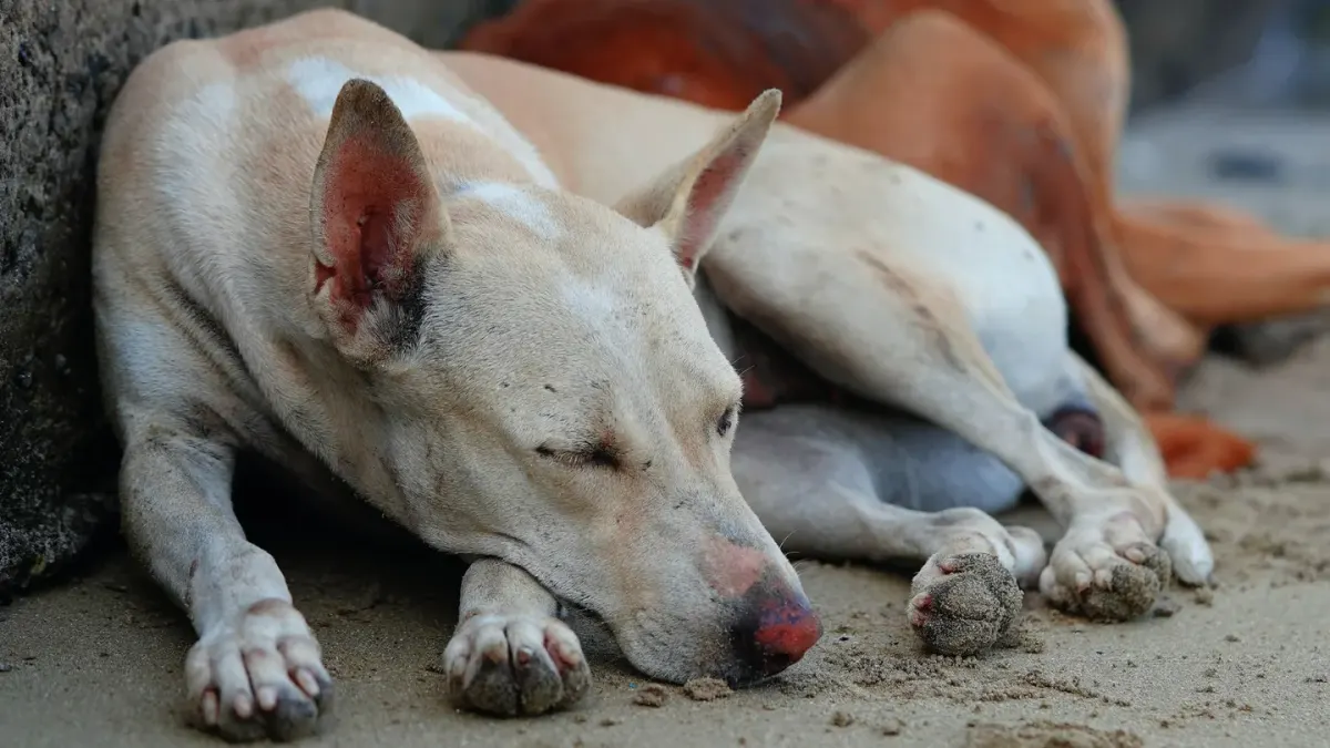 Dog sleeping in sunlight