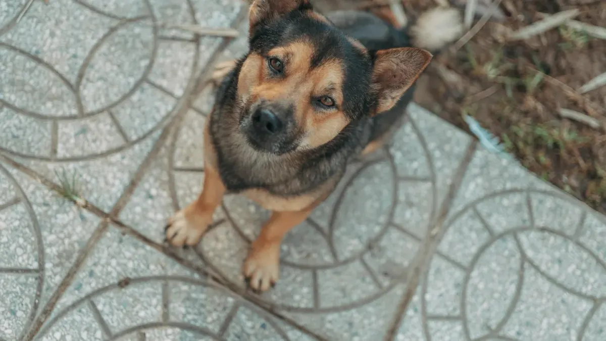 Dog standing up