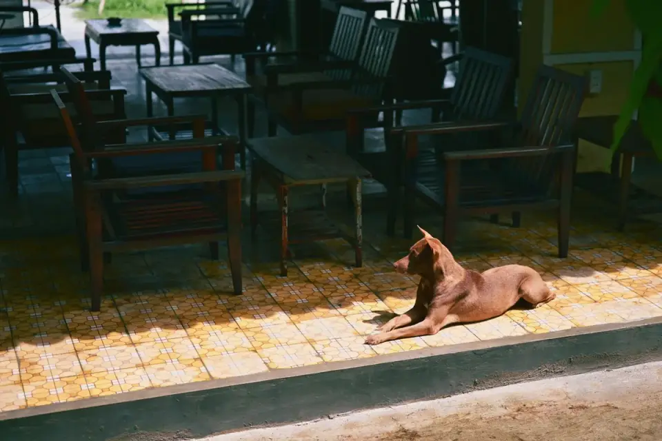 Dog standing up