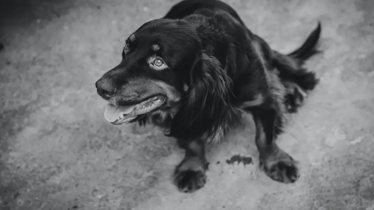 Dog standing up