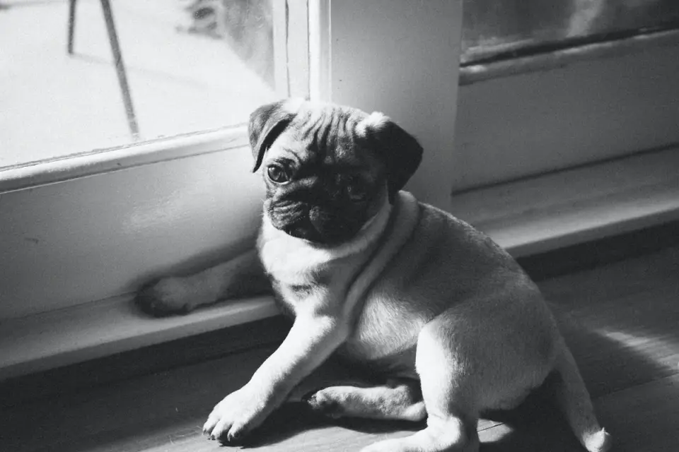 Dog standing up