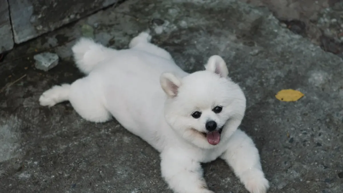 Dog stretching indoors