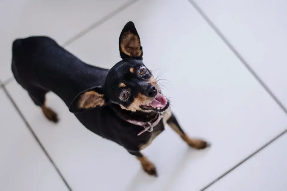 Dog stretching indoors