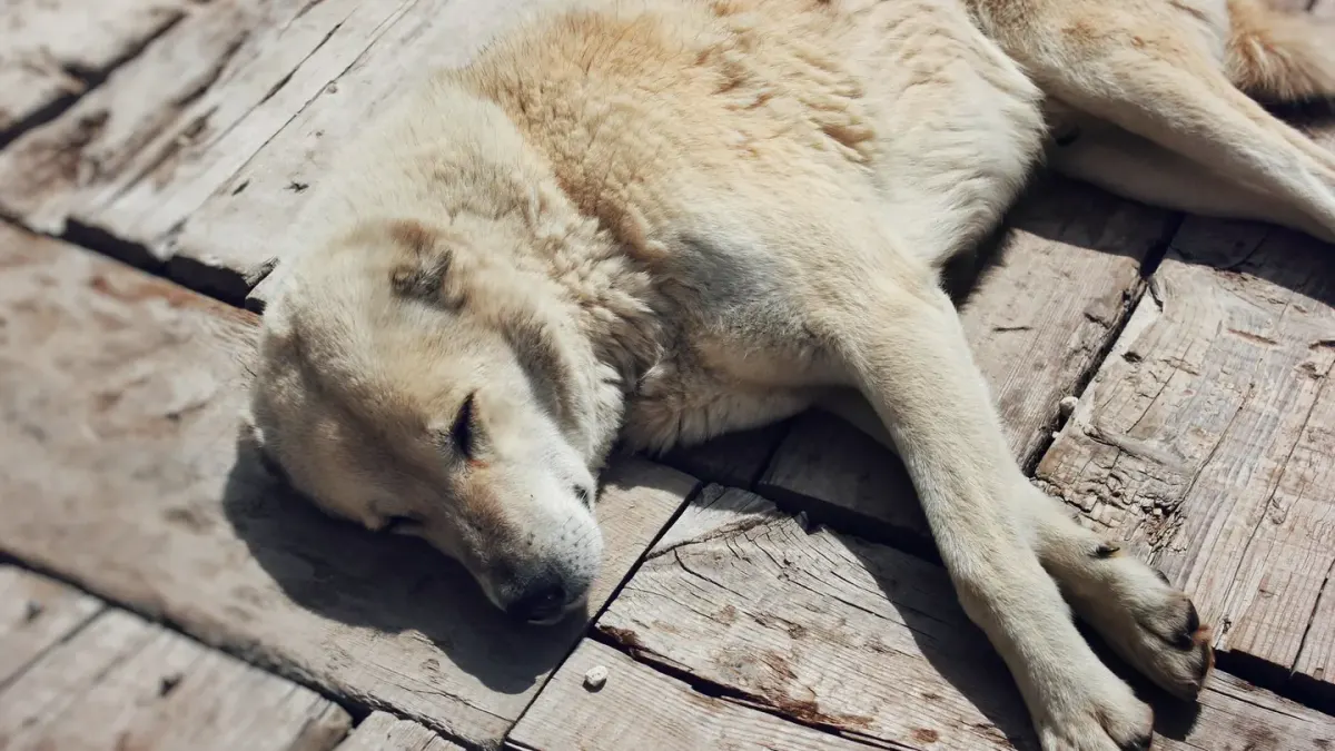 Dog stretching indoors