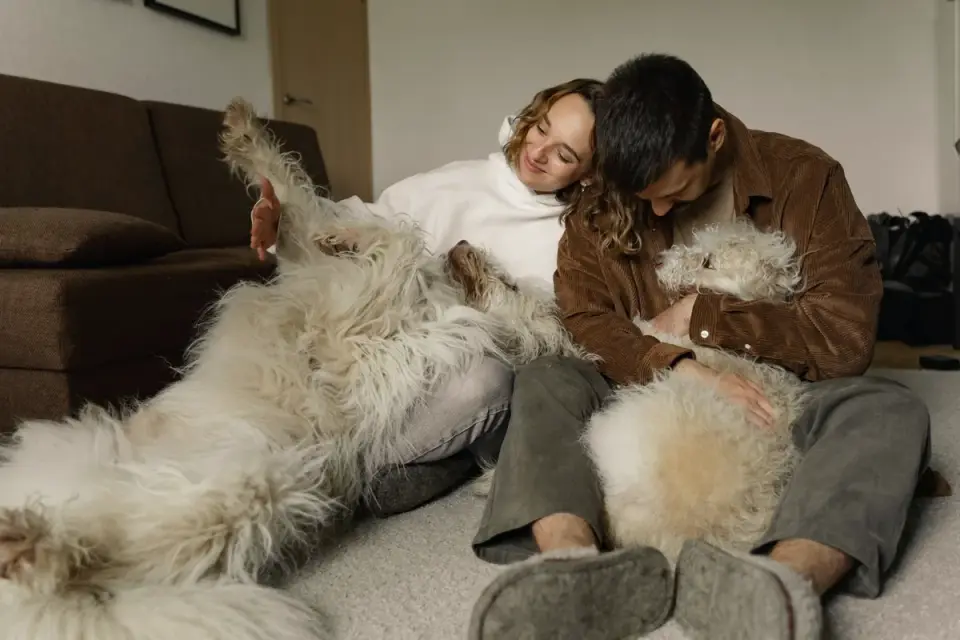 Dog stretching indoors