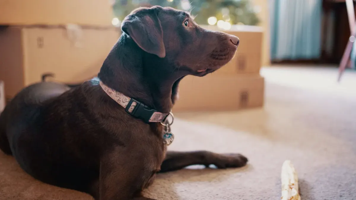 Dog waiting beside food bowl