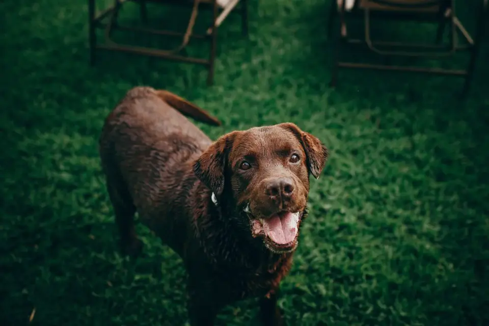 Dog waiting beside food bowl