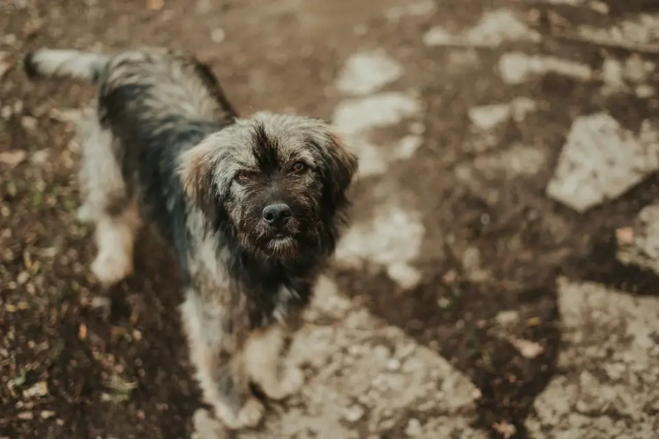 Dog waiting beside food bowl