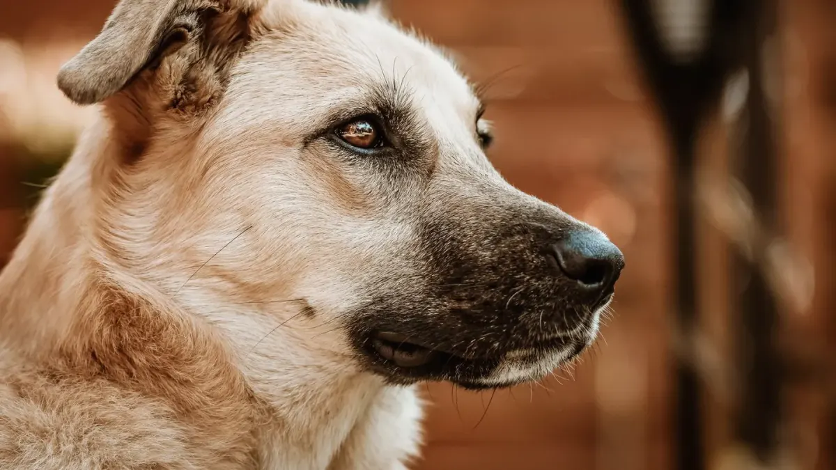 Dog waiting beside food bowl