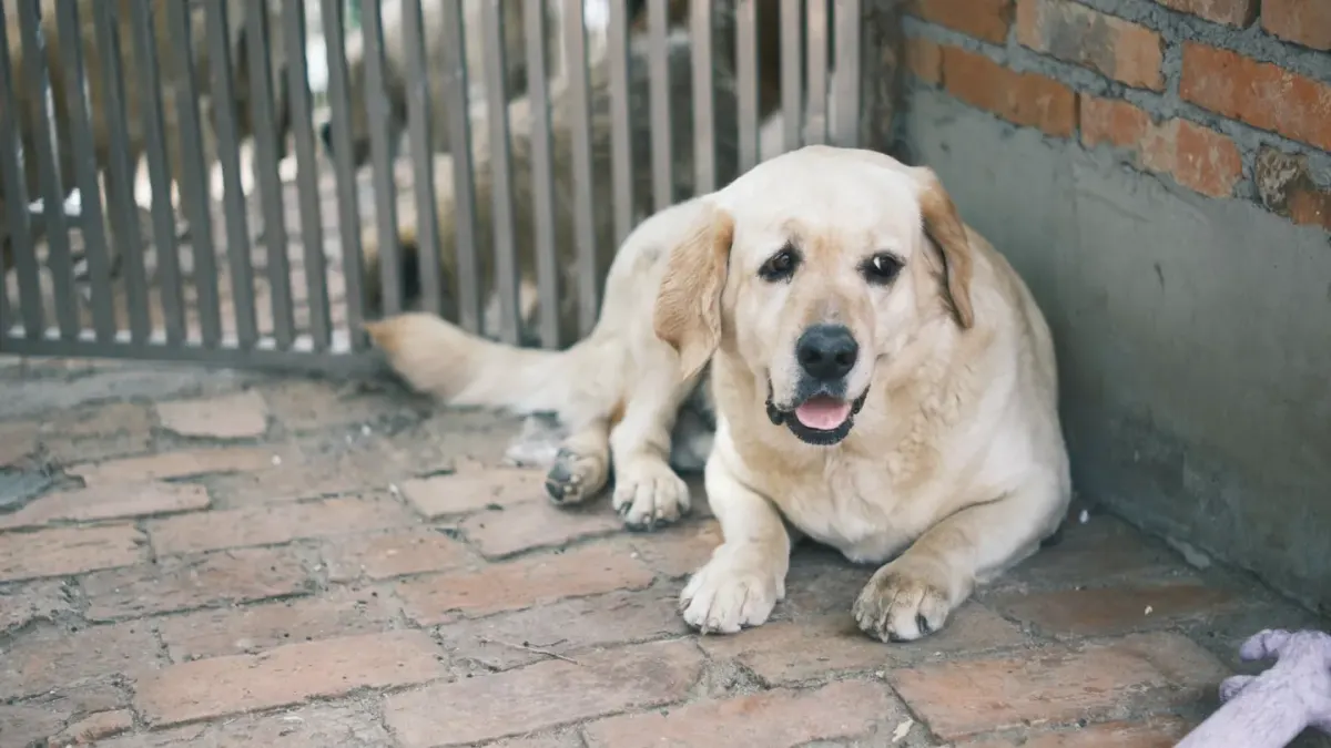 Dog waiting beside food bowl