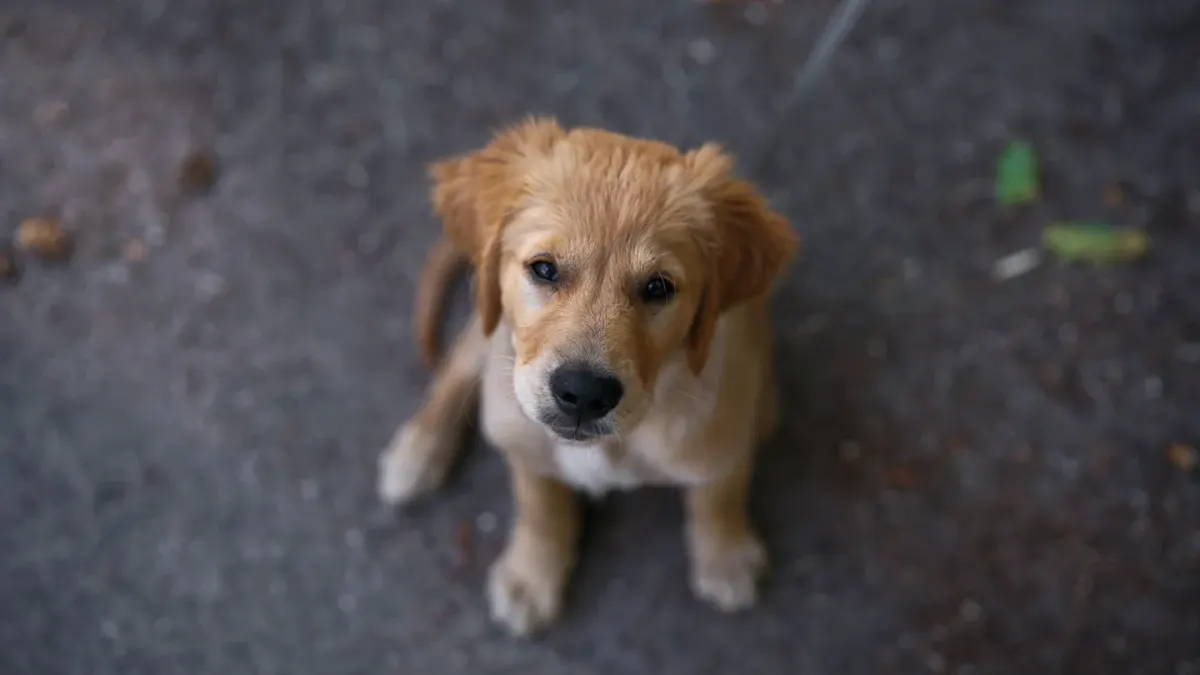 Dog waiting beside food bowl