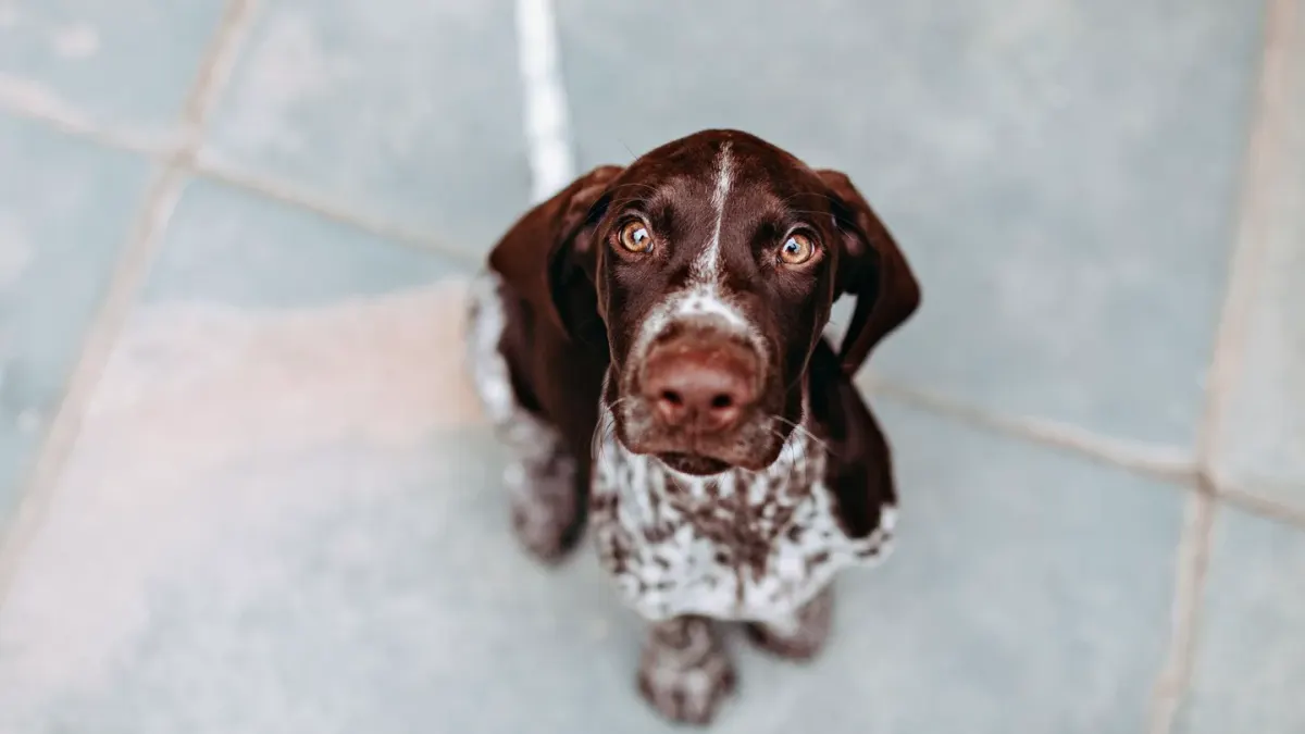 Dog waiting beside food bowl