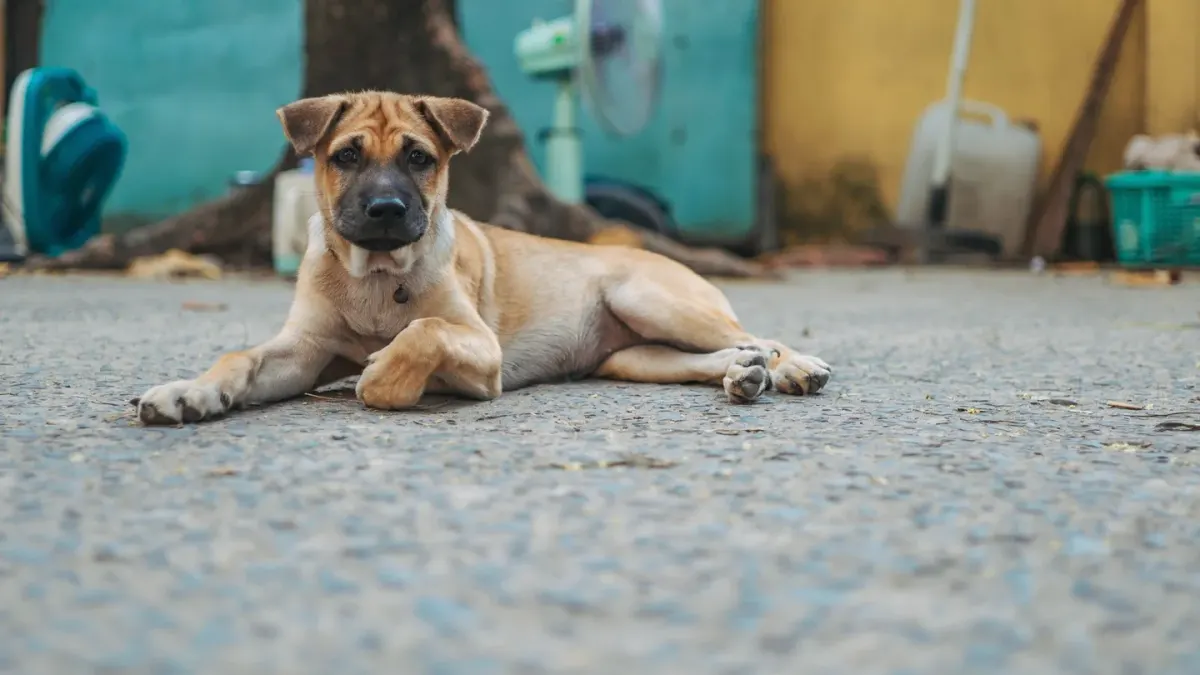 Dog waiting beside food bowl