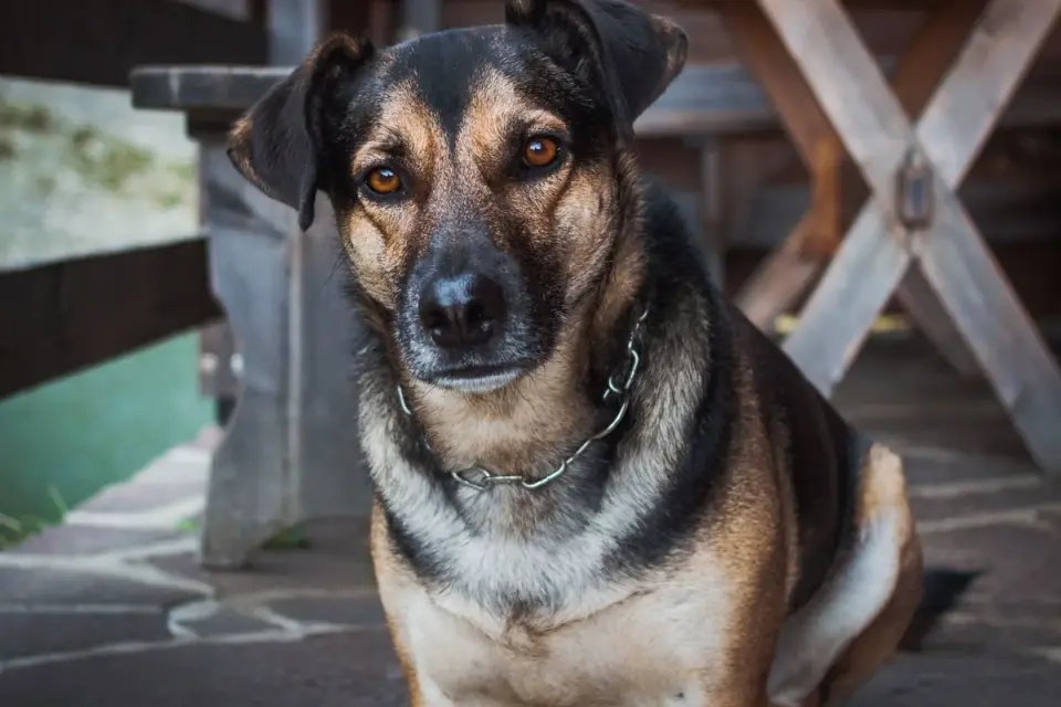 Dog waiting beside food bowl