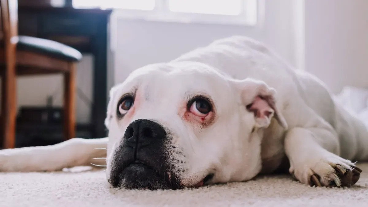 Dog waiting beside food bowl