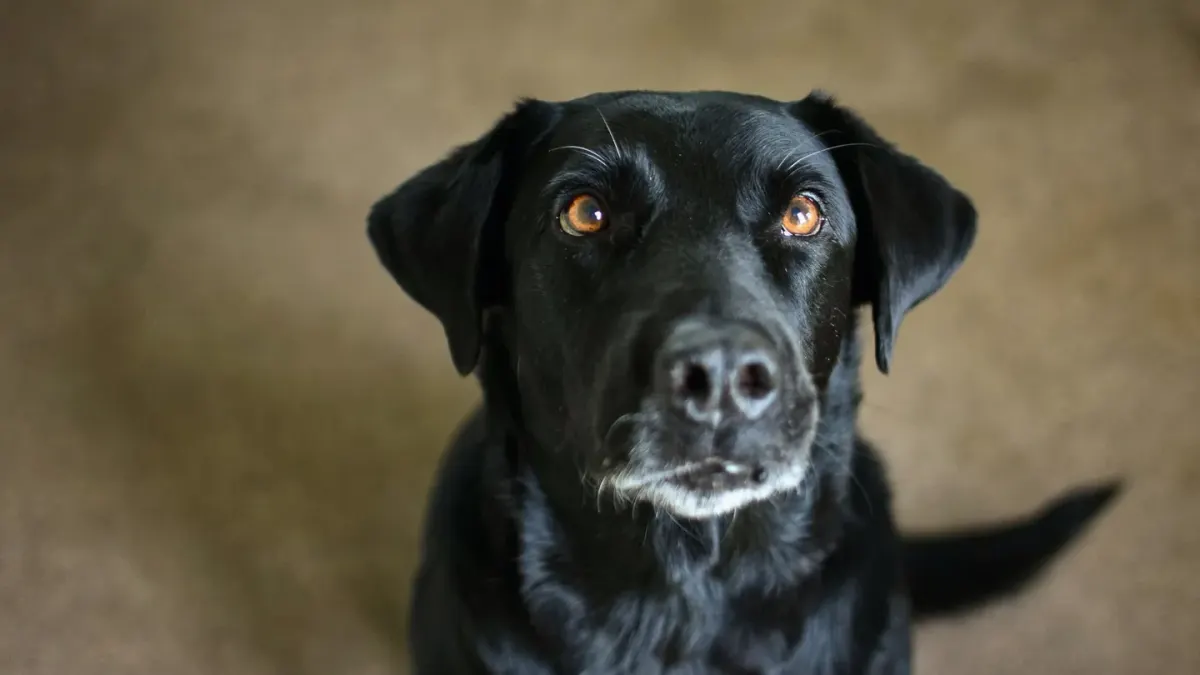 Dog waiting beside food bowl