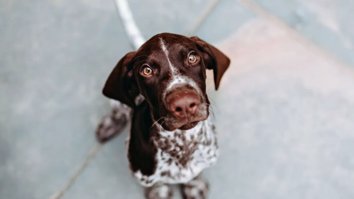 Dog waiting beside food bowl