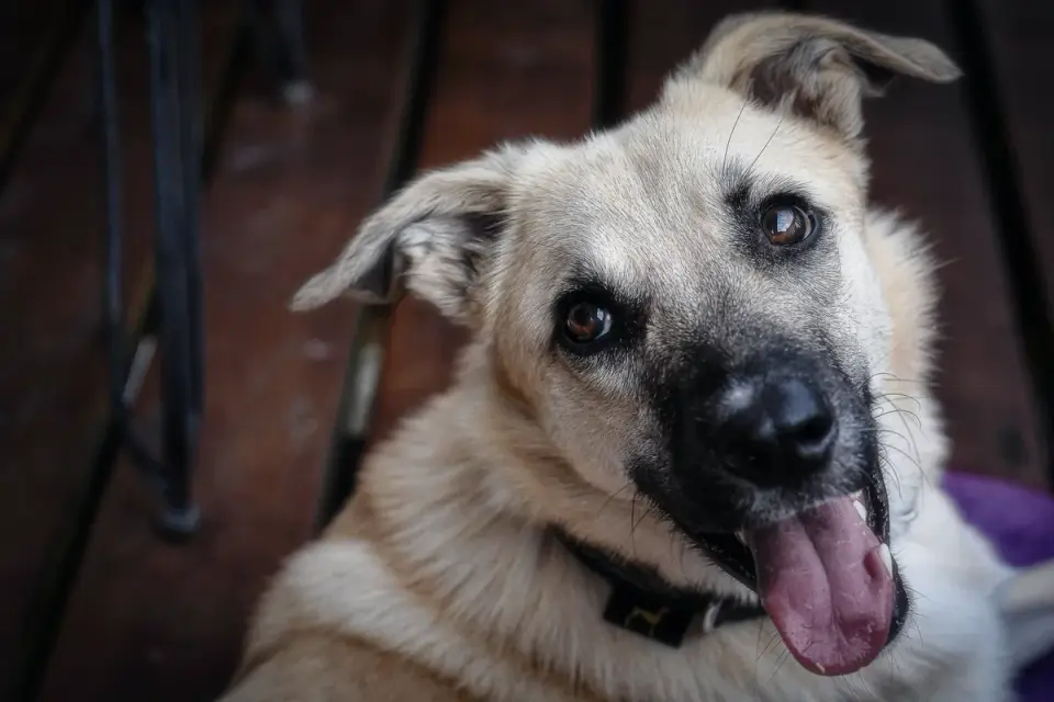 Dog waiting beside food bowl