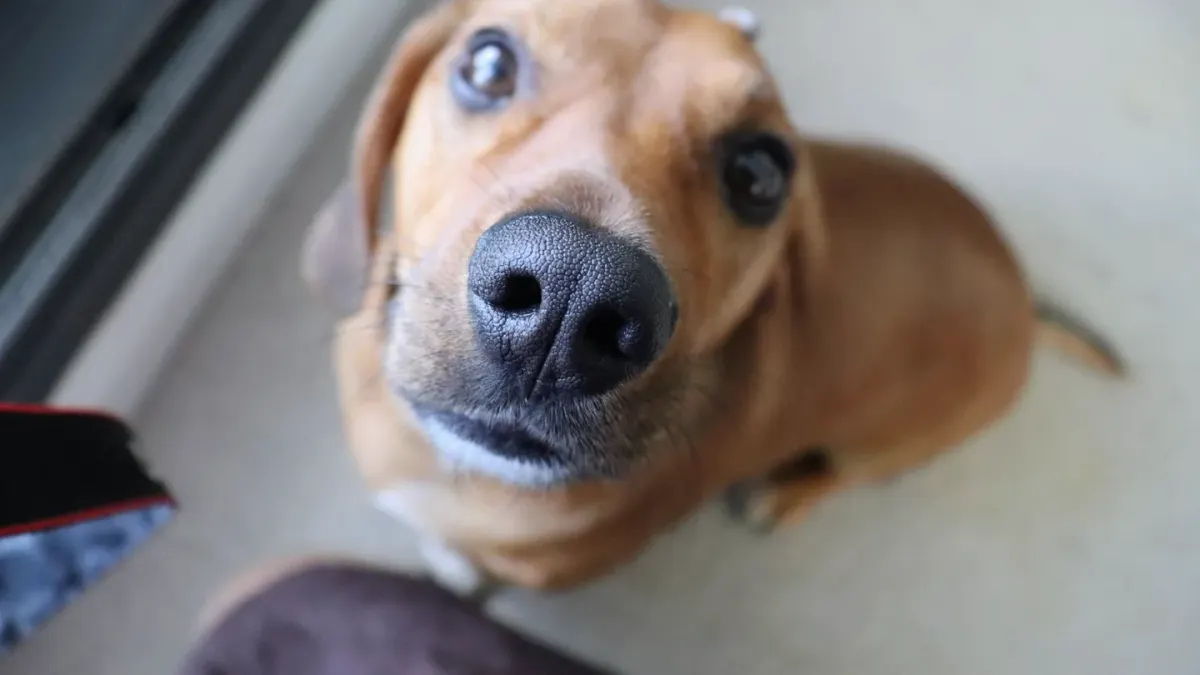 Dog waiting beside food bowl