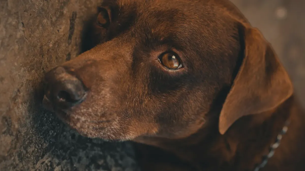 Dog waiting beside food bowl