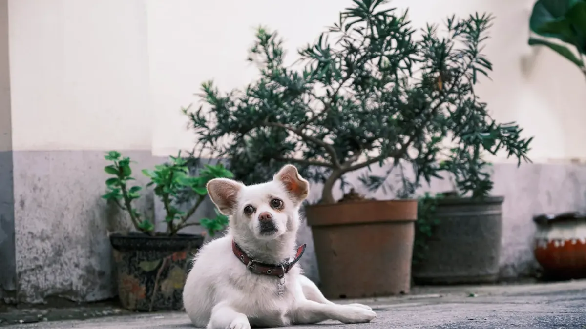 Dog waiting beside food bowl