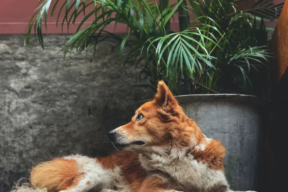 Dog waiting beside food bowl