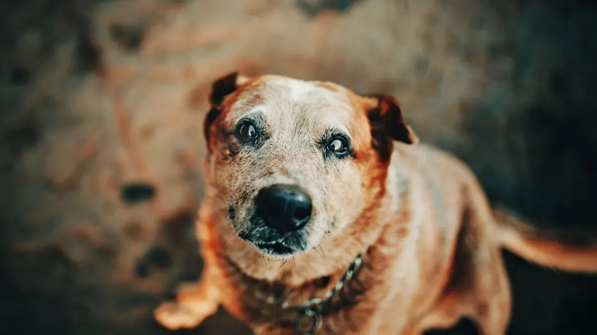 Dog waiting beside food bowl