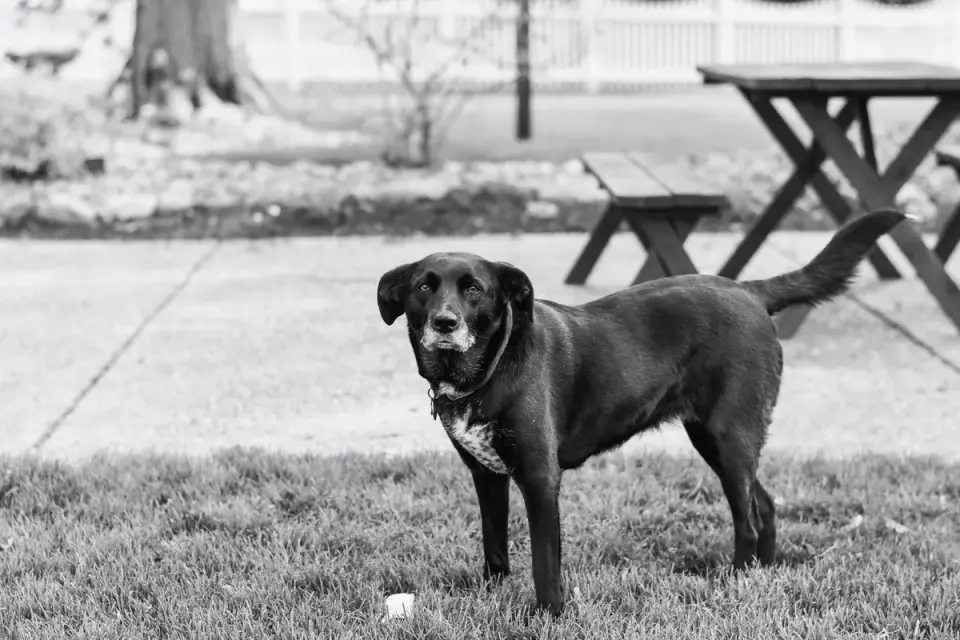 Dog waiting beside food bowl