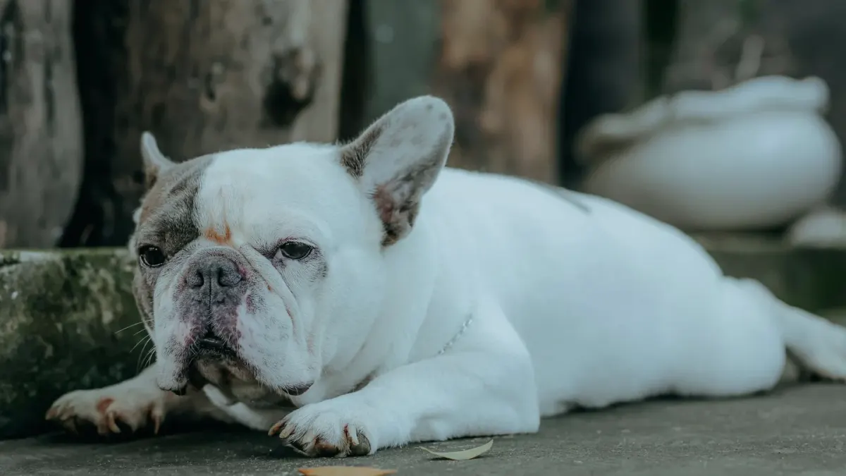 Dog waiting beside food bowl
