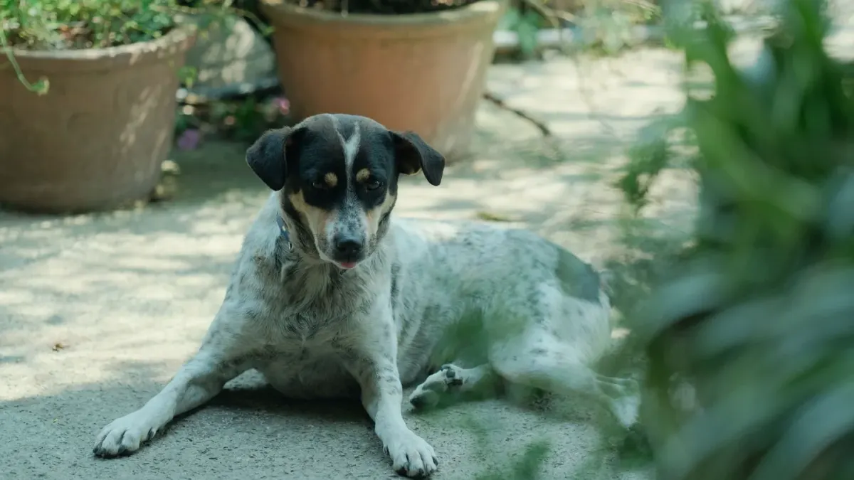 Dog waiting beside food bowl