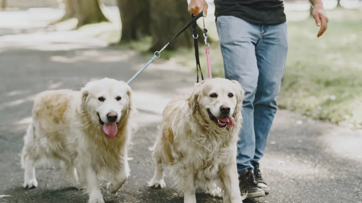 Dog walking outdoors owner