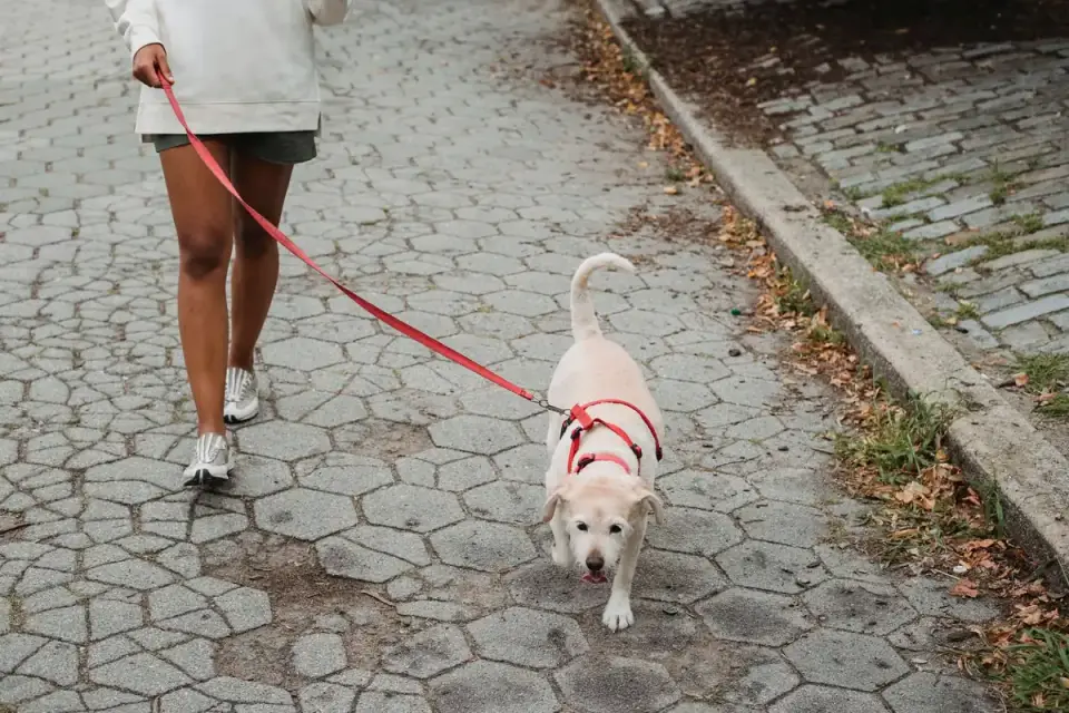 Dog walking outdoors owner