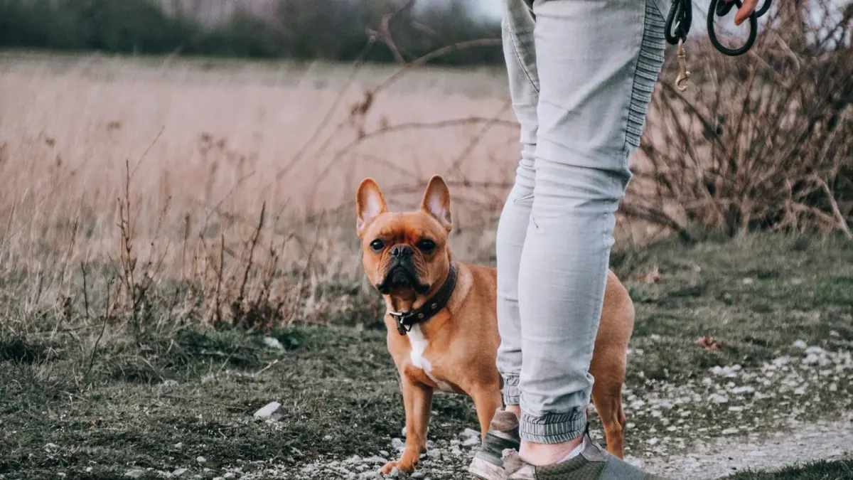 Dog walking with an owner