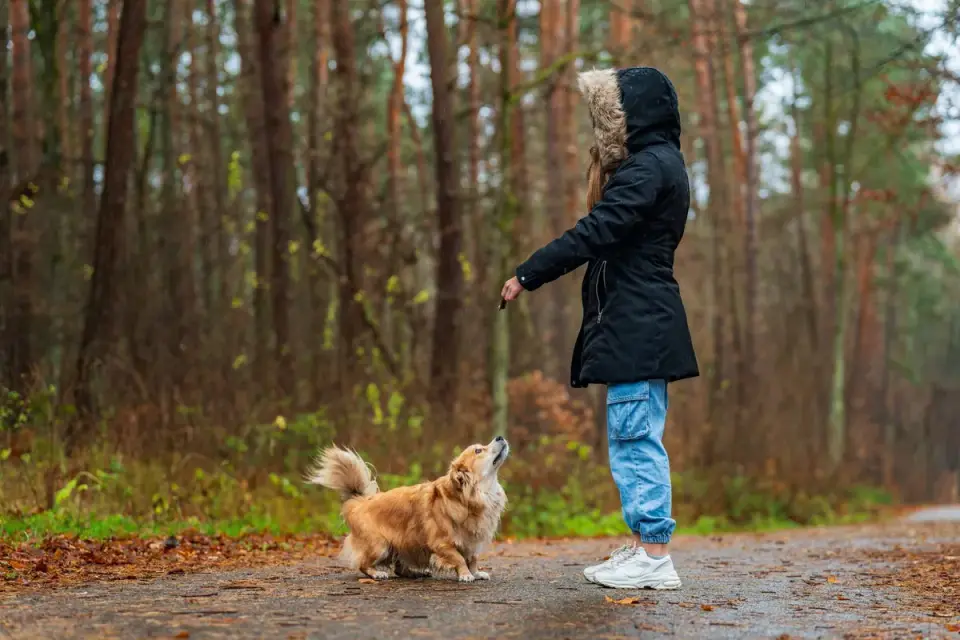 Dog walking with an owner