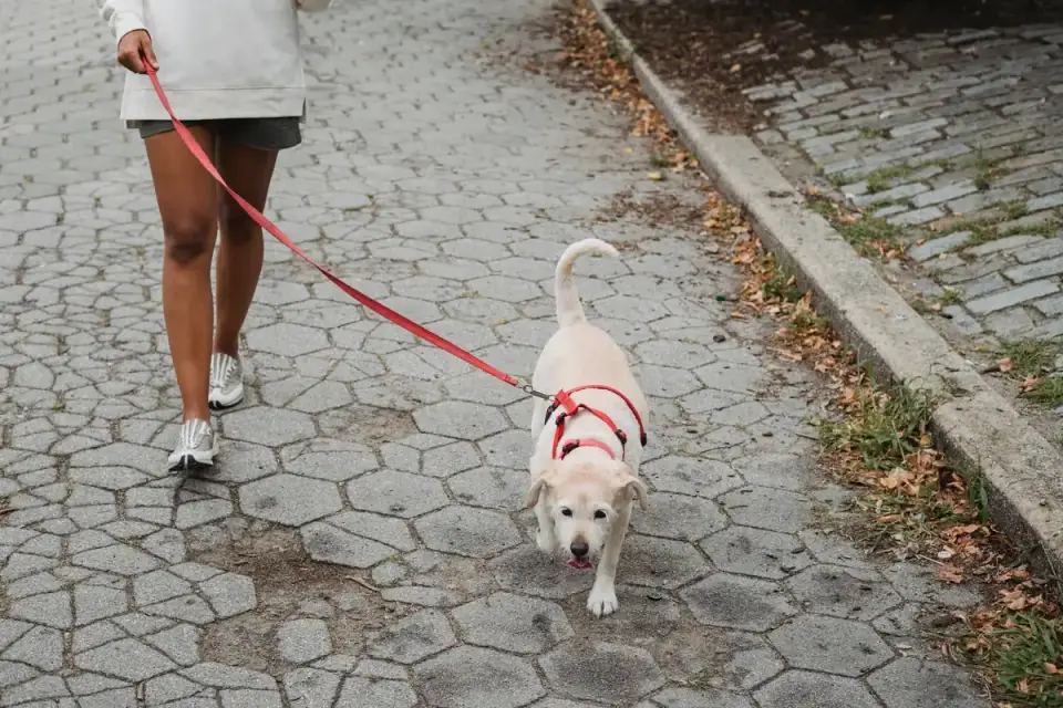 Dog walking with an owner