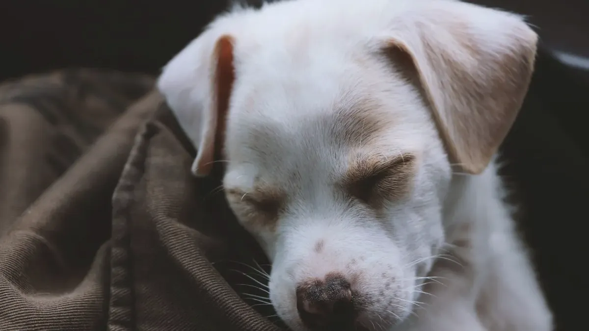 Dog with eyes closed