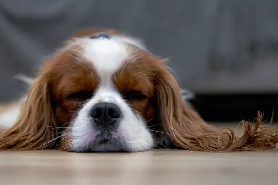 Dog with eyes closed
