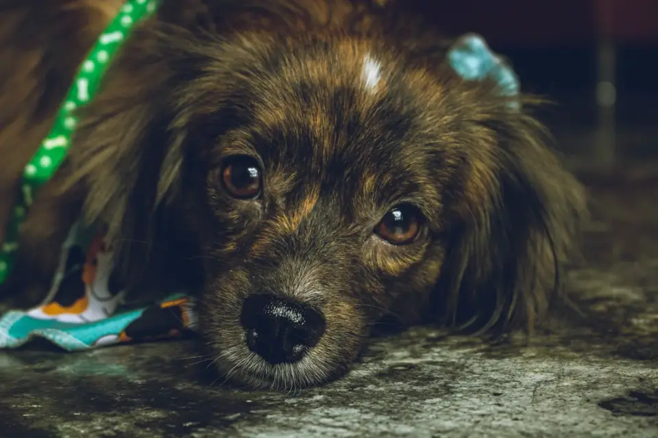 Dog with eyes closed