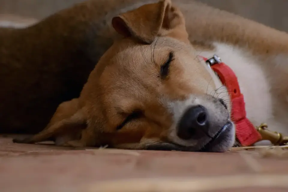 Dog with eyes closed