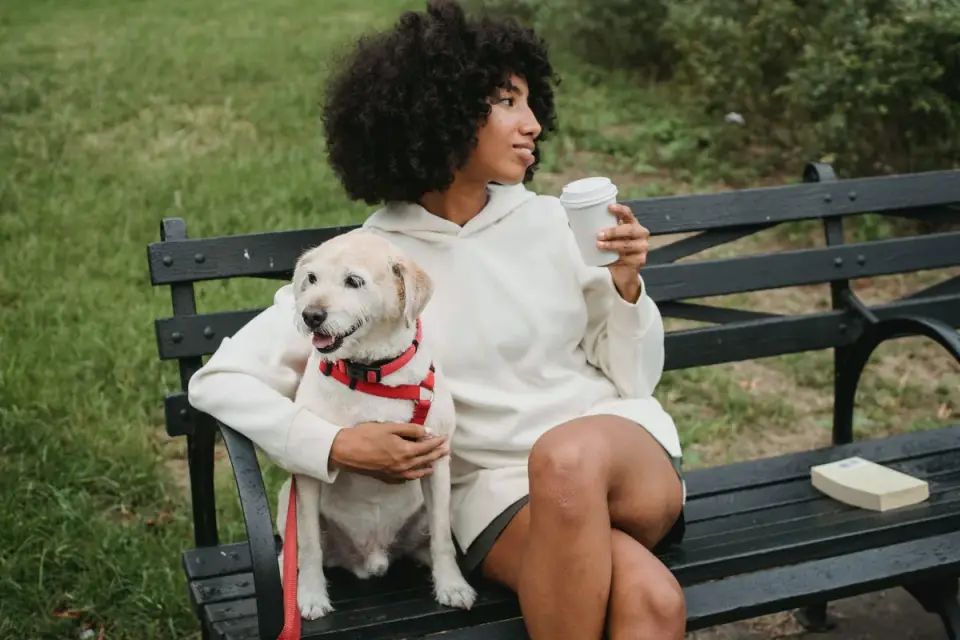 Older dog with an owner in a park