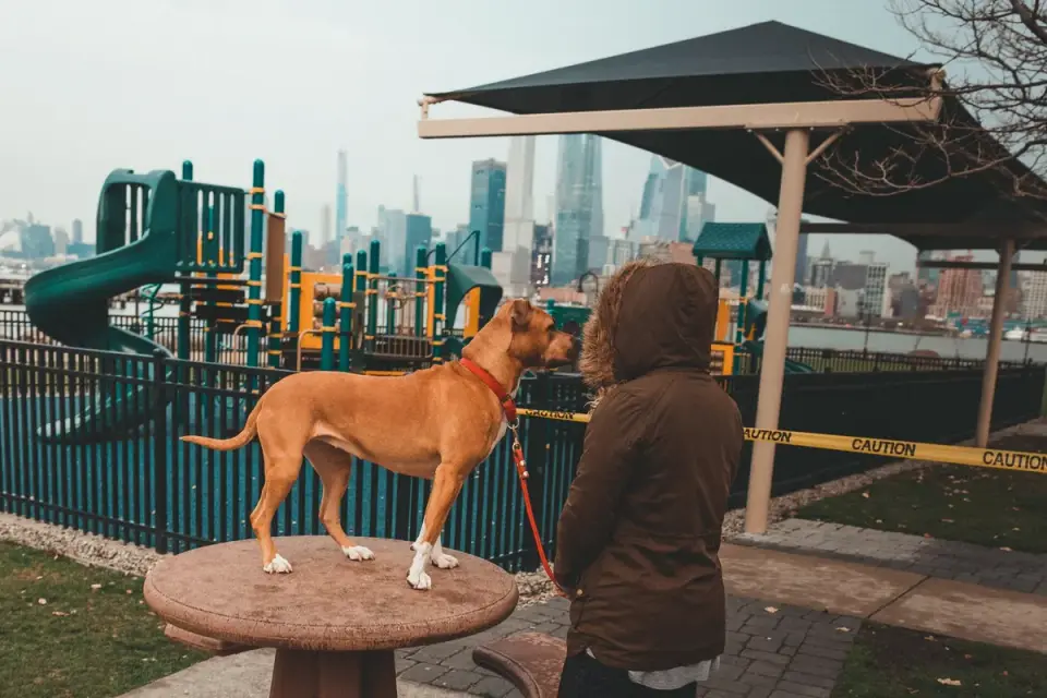 Older dog with an owner in a park