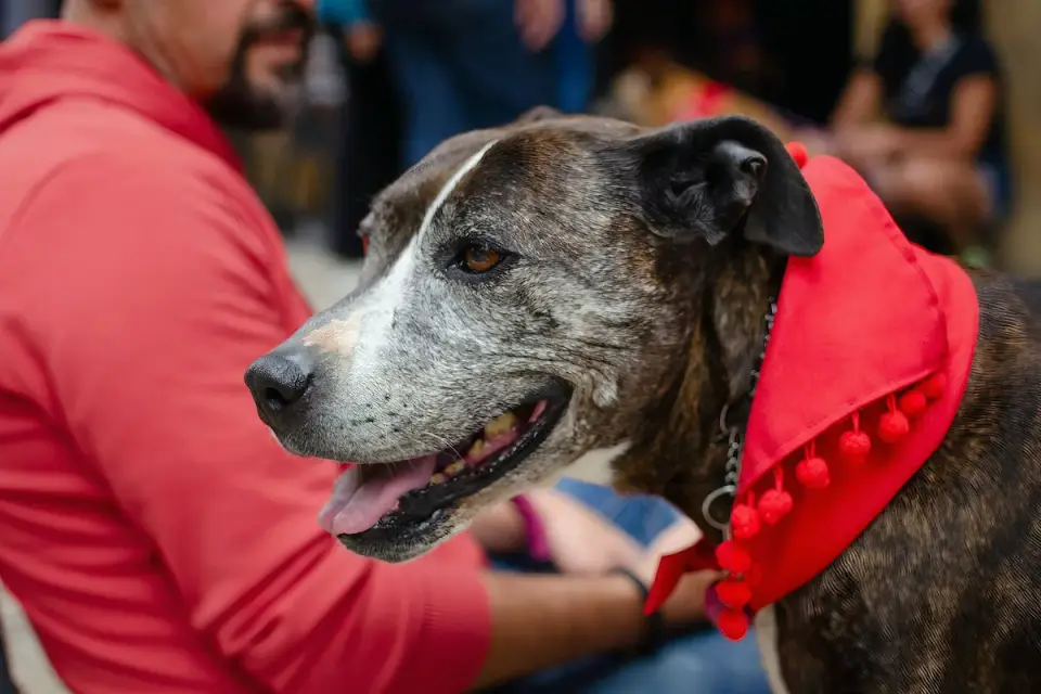Owner giving a senior dog a chewable supplement at home