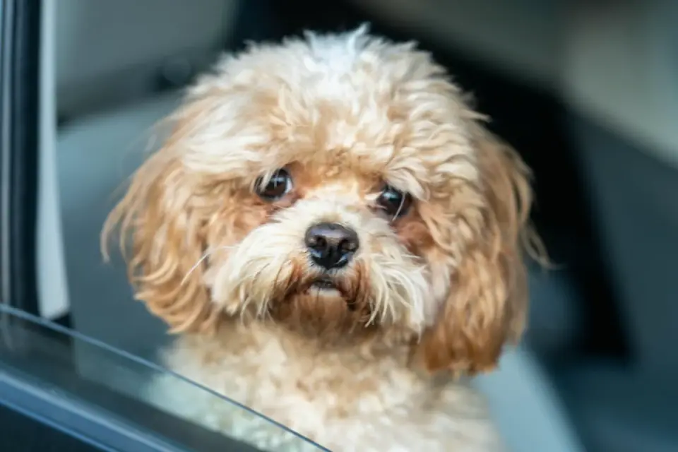 Owner handing a chew to an anxious dog before a car ride