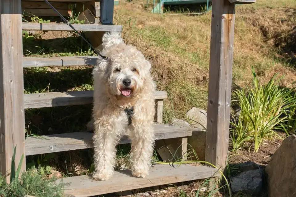 Senior dog pausing at the bottom of a staircase